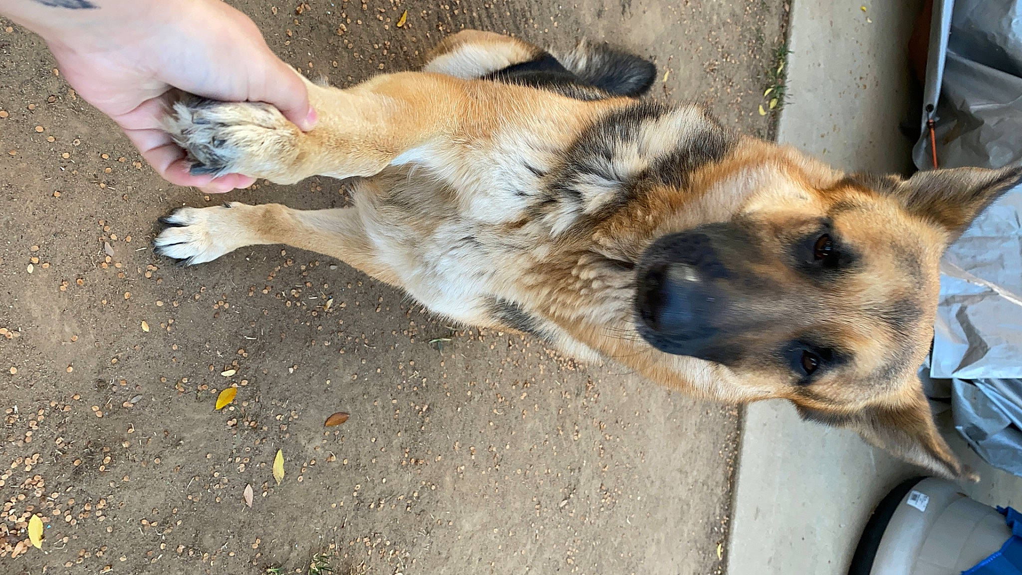 Popsy joined the competition — help win amazing prizes! ancient_dog_breeds, animal_shelter, canidae, carnivore, companion_dog, dog, dog_breed, fawn, fur, german_shepherd_dog, nail, old_german_shepherd_dog, paw, snout, sporting_group, street_dog, terrestrial_animal, whiskers, wildlife, working_dog