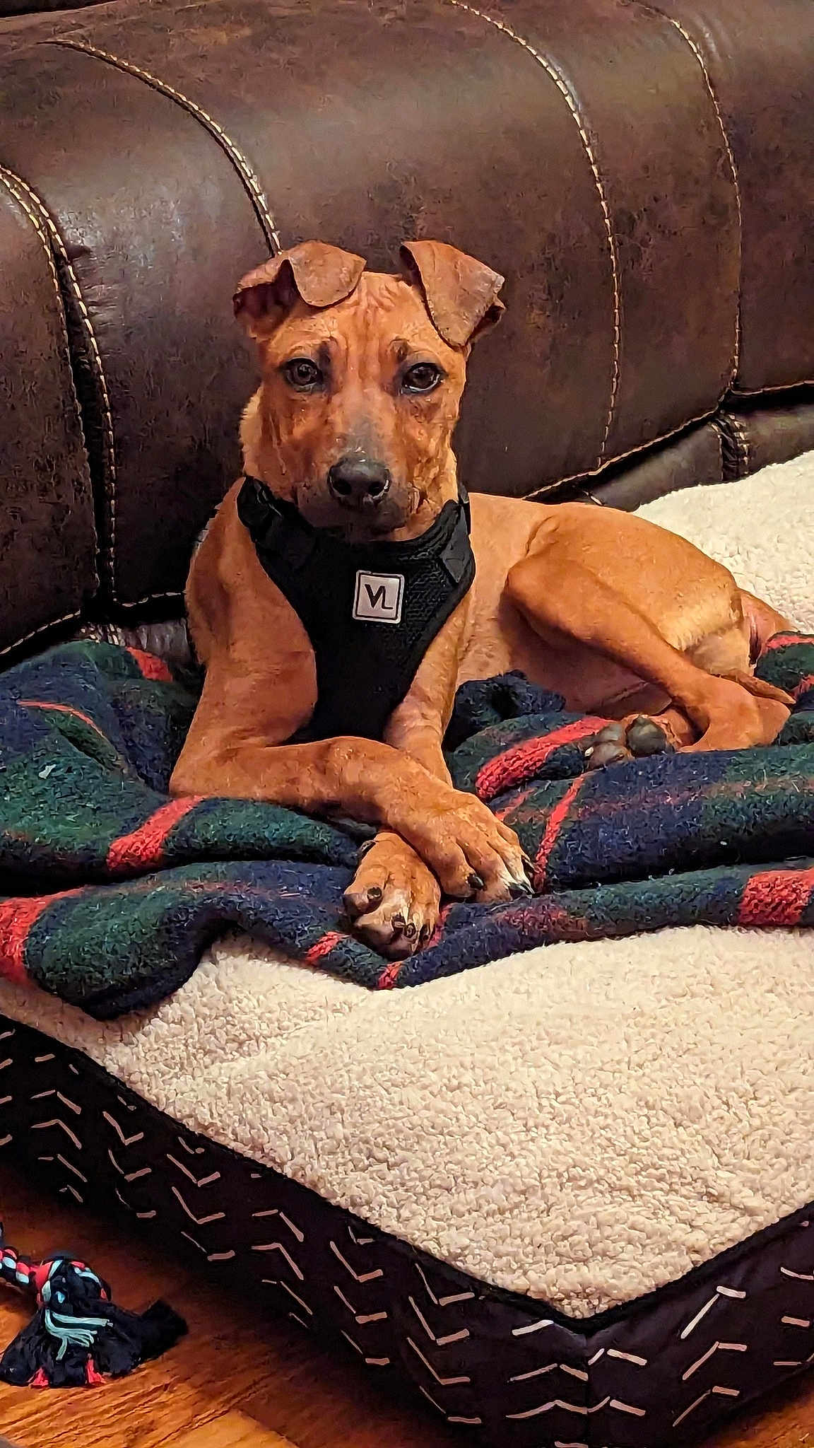 Rhoda