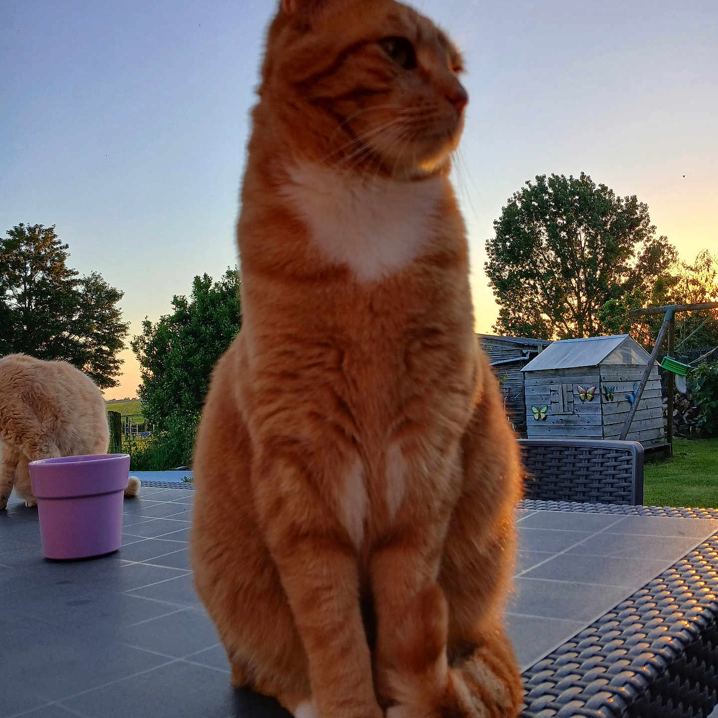 Sushi participe au concours pour gagner de l'argent avec cette photo : abyssinian, animal, cat, cookware, furniture, grass, hardwood, jar, kitten, manx, outdoors, pet, plant, planter, pot, pottedplant, pottery, tree, vase, wood