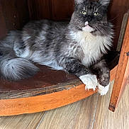 Pepew participe au concours pour gagner de l'argent avec cette photo : cat, maine_coon, feline, pet, animal, fur, whiskers, green_eyes, wooden_cabinet, indoor, floor, relaxed, fluffy, paw, sitting, looking, cozy, domestic_cat, mammal, portrait
