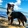 animal, beach, canine, cloud, coast, collie, dog, horizon, nature, outdoors, pet, puppy, rock, sea, seawaves, shoreline, sky, soil, summer, water