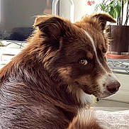 Snow a rejoint le concours — aidez-le/la à gagner de superbes lots ! animal, canine, collie, computerhardware, couch, dog, electronics, furniture, hardware, husky, indoors, interiordesign, monitor, pet, plant, pottedplant, puppy, screen, snout, tv