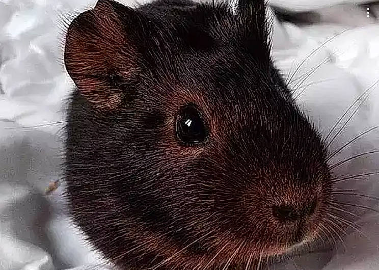 Mars participe au concours pour gagner de l'argent avec cette photo : chinchilla, degu, fawn, fur, gerbil, guinea_pig, hamster, mammal, mouse, muridae, muroidea, pest, rat, rodent, snout, whiskers