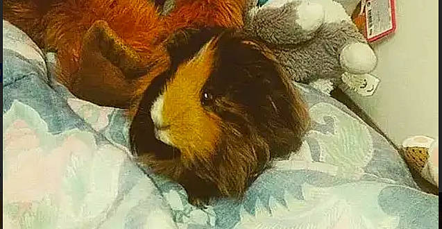 Mars participe au concours pour gagner de l'argent avec cette photo : canidae, carnivore, companion_dog, dog_breed, guinea_pig, shih_tzu, sporting_group