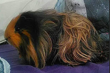 Mars a rejoint le concours — aidez-le/la à gagner de superbes lots ! fawn, fur, guinea_pig, rodent