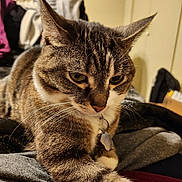 Sasha joined the competition — help win amazing prizes! animal, cat, closeup, collar, cozy, cute, domestic_animal, feline, fur, household, indoor, mammal, pet, portrait, relaxed, resting, soft_surface, tabby_cat, tag, whiskers