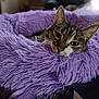 Sasha joined the competition — help win amazing prizes! animal, cat, closeup, comfort, cozy, cushion, cute, feline, fluffy, fur, head, indoors, paw, pet, purple, relaxed, resting, sleepy, soft, whiskers