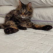 Theo joined the competition — help win amazing prizes! cat, kitten, tabby, fur, bed, quilt, white, indoor, pet, animal, cute, relaxed, feline, cozy, curious, laying, soft_light, home, domestic, young