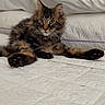 cat, kitten, tabby, fur, bed, quilt, white, indoor, pet, animal, cute, relaxed, feline, cozy, curious, laying, soft_light, home, domestic, young