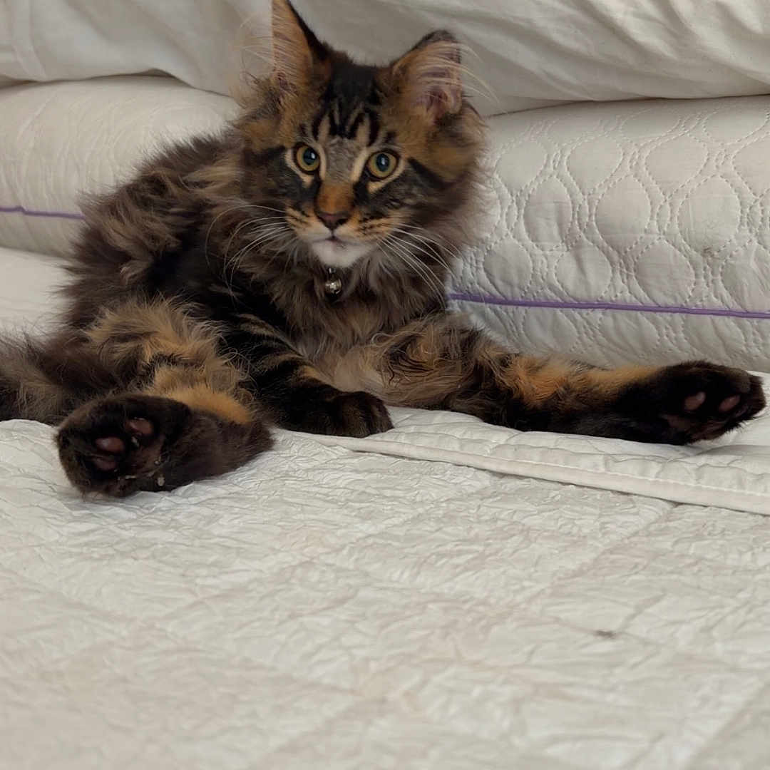 Theo