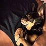 Oliver is registered to the contest to win money with this photo: dog, small_dog, chihuahua, sleeping, snuggling, human_hand, black_fur, tan_fur, collar, pet, resting, close_up, indoor, comfort, warmth, cuddle, relaxation, animal, paw, cute