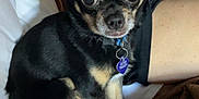 Oliver is registered to the contest to win money with this photo: dog, chihuahua, small_dog, pet, bed, blanket, brown_blanket, white_bedding, indoor, person, phone, collar, tag, ears, fur, curious, alert, sitting, closeup, canine