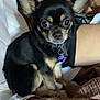 dog, chihuahua, small_dog, pet, bed, blanket, brown_blanket, white_bedding, indoor, person, phone, collar, tag, ears, fur, curious, alert, sitting, closeup, canine