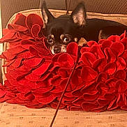 Oliver is registered to the contest to win money with this photo: dog, chihuahua, small_dog, black_dog, tan_dog, red_pillow, fluffy_pillow, couch, indoor, pet, cozy, resting, looking_away, ears_up, furniture, home, cute, animal, companion, relaxed