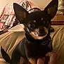 Oliver joined the competition — help win amazing prizes! dog, chihuahua, small_dog, pet, indoor, couch, hand, ear, black_dog, tan_markings, collar, curious, close_up, animal, companion, cute, domestic, furniture, blanket, relaxed