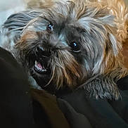 Piper The Wookie is registered to the contest to win money with this photo: dog, small_dog, shaggy_dog, furry, brown_fur, gray_fur, black_nose, open_mouth, smiling, happy, portrait, close_up, pet, indoors, blanket, cozy, cuddly, dark_background, animal_photography, ai_generated