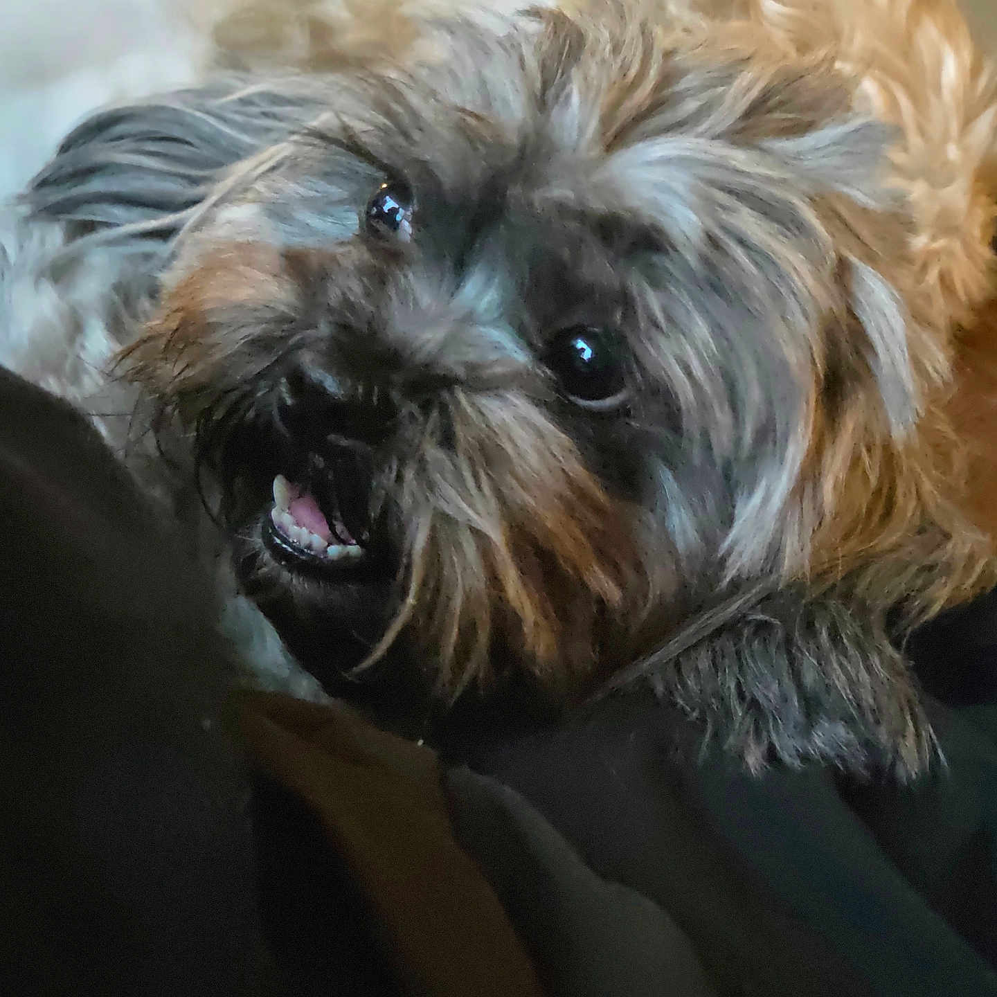 Piper The Wookie is registered to the contest to win money with this photo: dog, small_dog, shaggy_dog, furry, brown_fur, gray_fur, black_nose, open_mouth, smiling, happy, portrait, close_up, pet, indoors, blanket, cozy, cuddly, dark_background, animal_photography, ai_generated