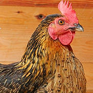 Macocotte a rejoint le concours — aidez-le/la à gagner de superbes lots !