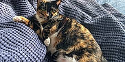 Jessie joined the competition — help win amazing prizes! bed, blanket, calico_cat, cat, cozy, cushion, fur, furniture, indoor, living_room, lying_down, paw, pet, pillow, portrait, relaxed, sunlight, textile, whiskers, window