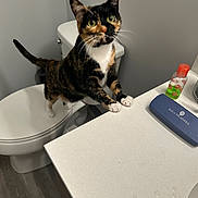 Jessie is registered to the contest to win money with this photo: bathroom, black_fur, calico_cat, cat, countertop, curious, flooring, glasses_case, green_eyes, indoor, orange_fur, paws, pet, soap_bottle, standing, tiles, toilet, vanity, whiskers, white_fur