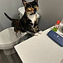 bathroom, black_fur, calico_cat, cat, countertop, curious, flooring, glasses_case, green_eyes, indoor, orange_fur, paws, pet, soap_bottle, standing, tiles, toilet, vanity, whiskers, white_fur