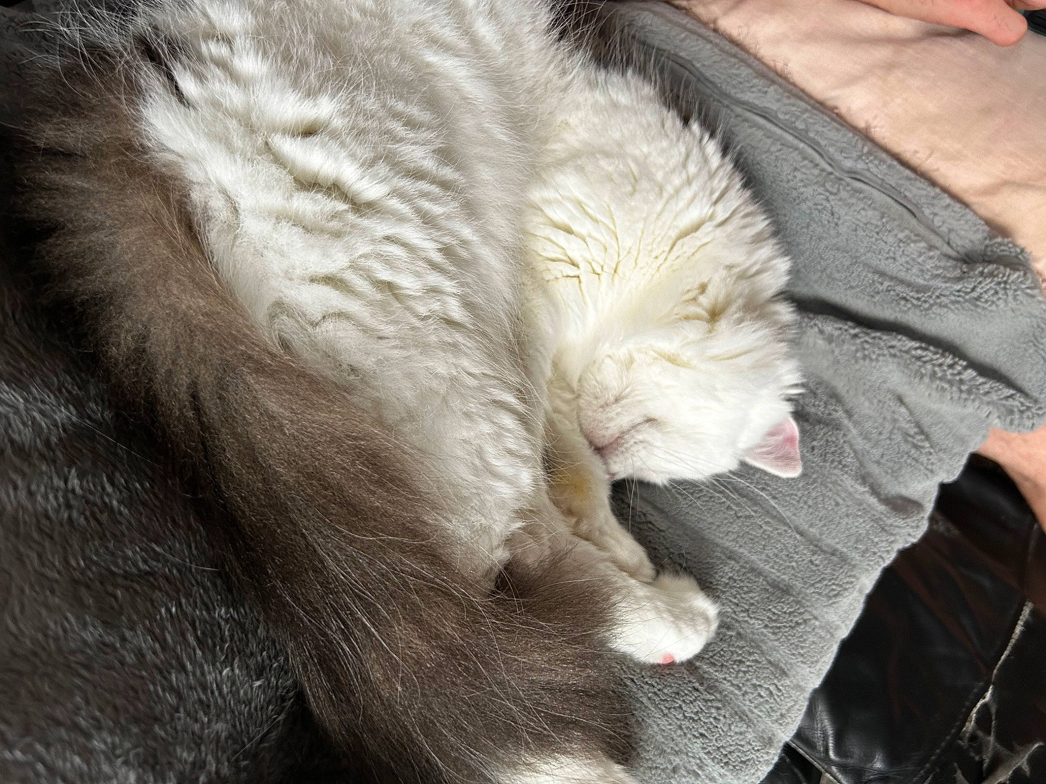 Bella joined the competition — help win amazing prizes! canidae, carnivore, cat, claw, comfort, companion_dog, dog_breed, domestic_short_haired_cat, eye, fang, fawn, felidae, fur, paw, small_to_medium_sized_cats, snout, sporting_group, tail, terrestrial_animal, whiskers