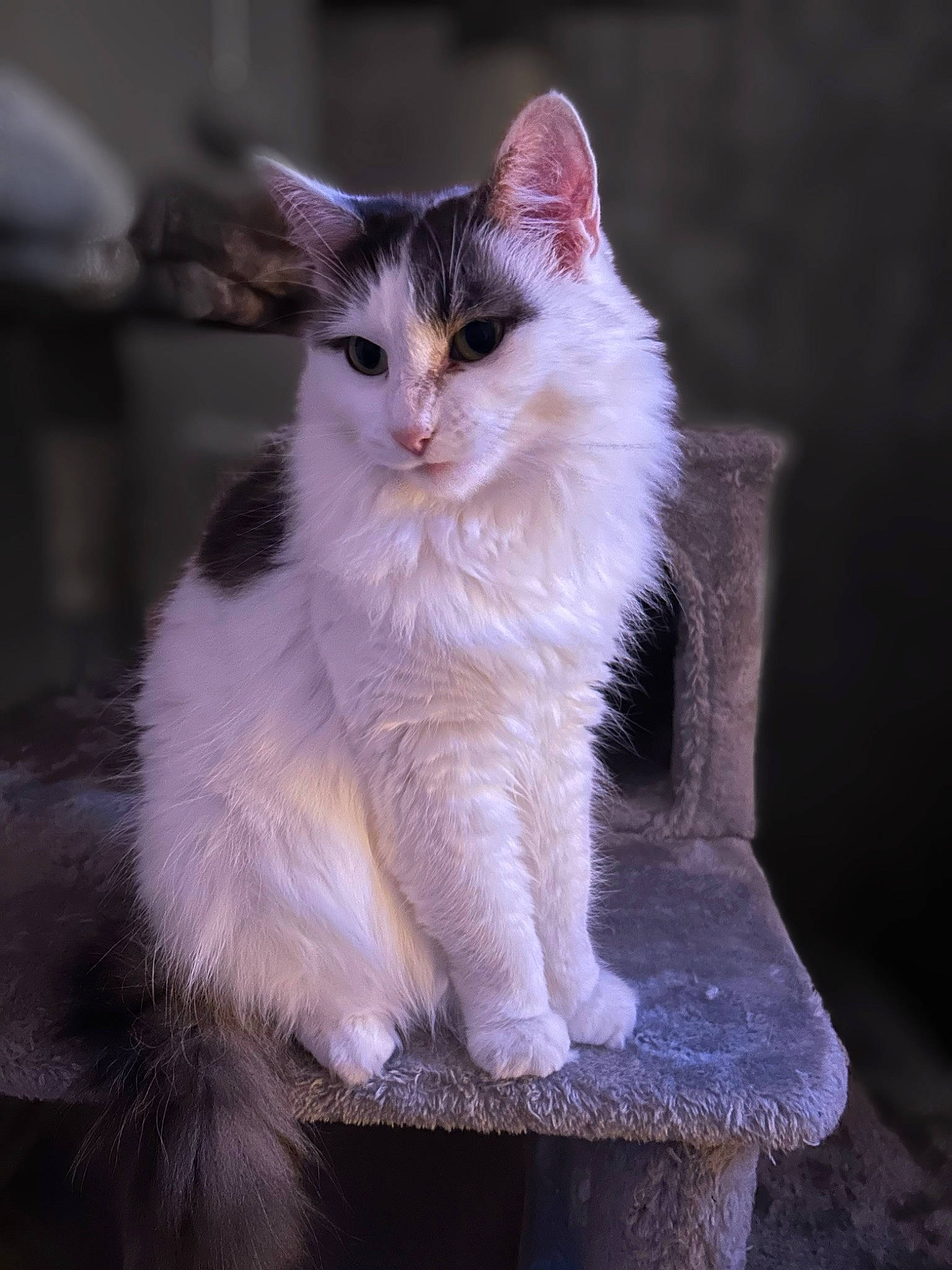 Bella is registered to the contest to win money with this photo: carnivore, cat, claw, felidae, fur, paw, small_to_medium_sized_cats, snout, tail, terrestrial_animal, whiskers