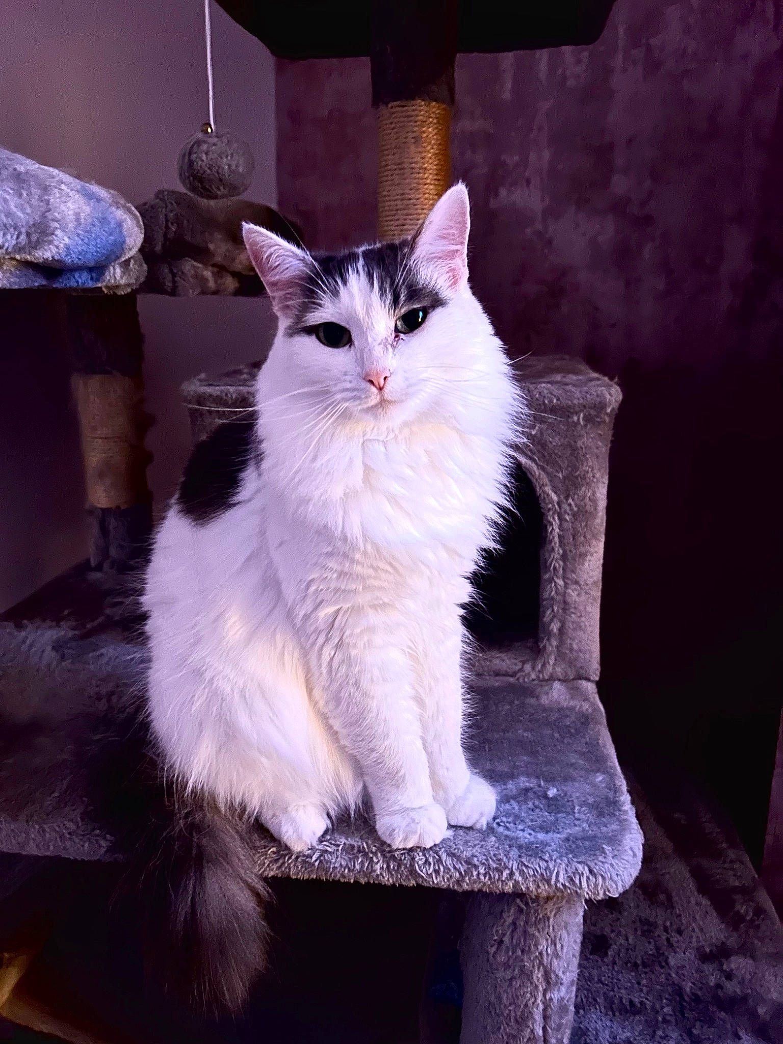 Bella joined the competition — help win amazing prizes! carnivore, cat, door, felidae, formal_wear, fur, rectangle, sitting, small_to_medium_sized_cats, tail, whiskers, window