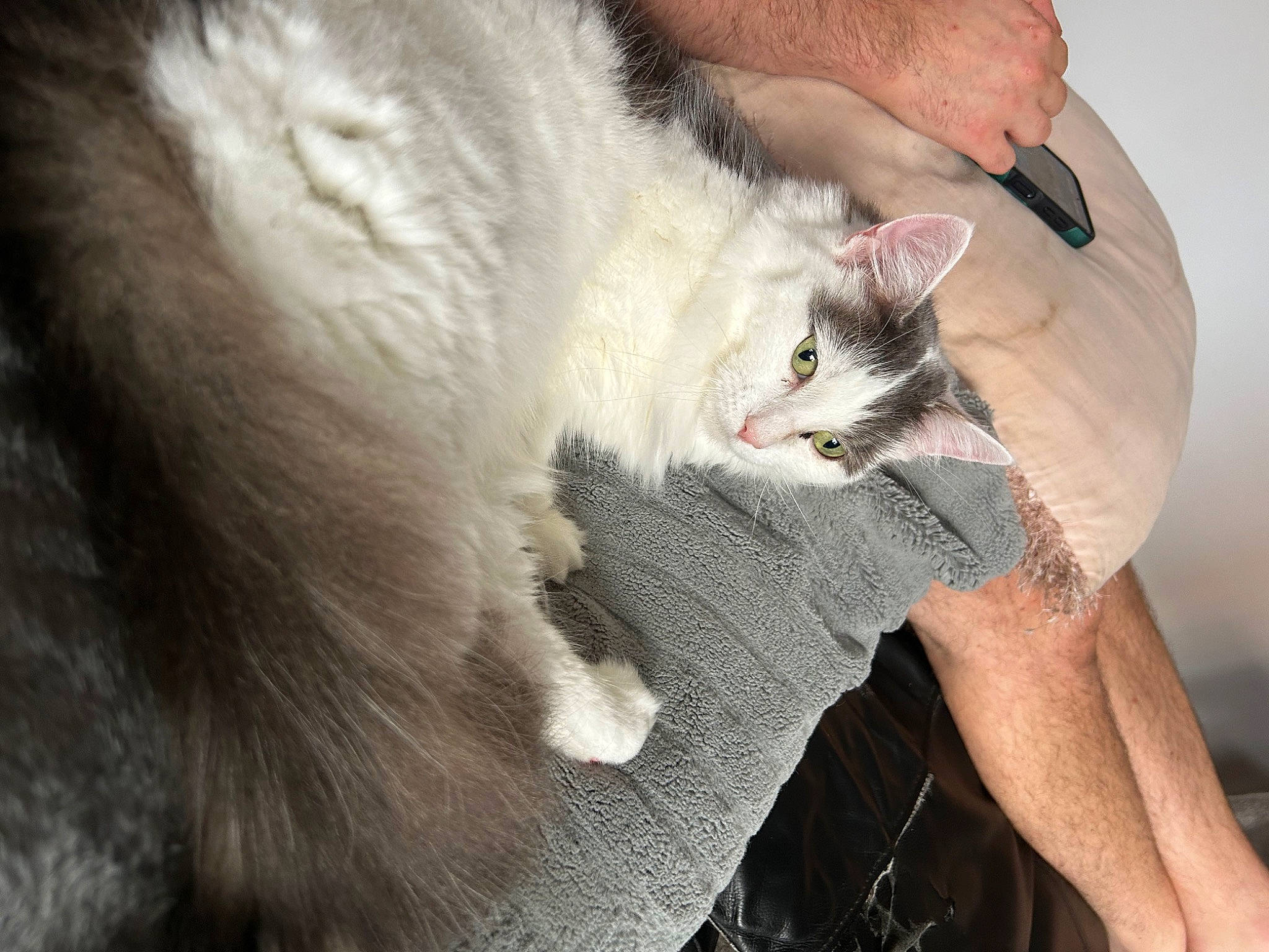 Bella joined the competition — help win amazing prizes! carnivore, cat, claw, comfort, domestic_short_haired_cat, drinking, ear, eye, fawn, felidae, finger, fur, gesture, hand, human_leg, nail, paw, small_to_medium_sized_cats, tail, whiskers