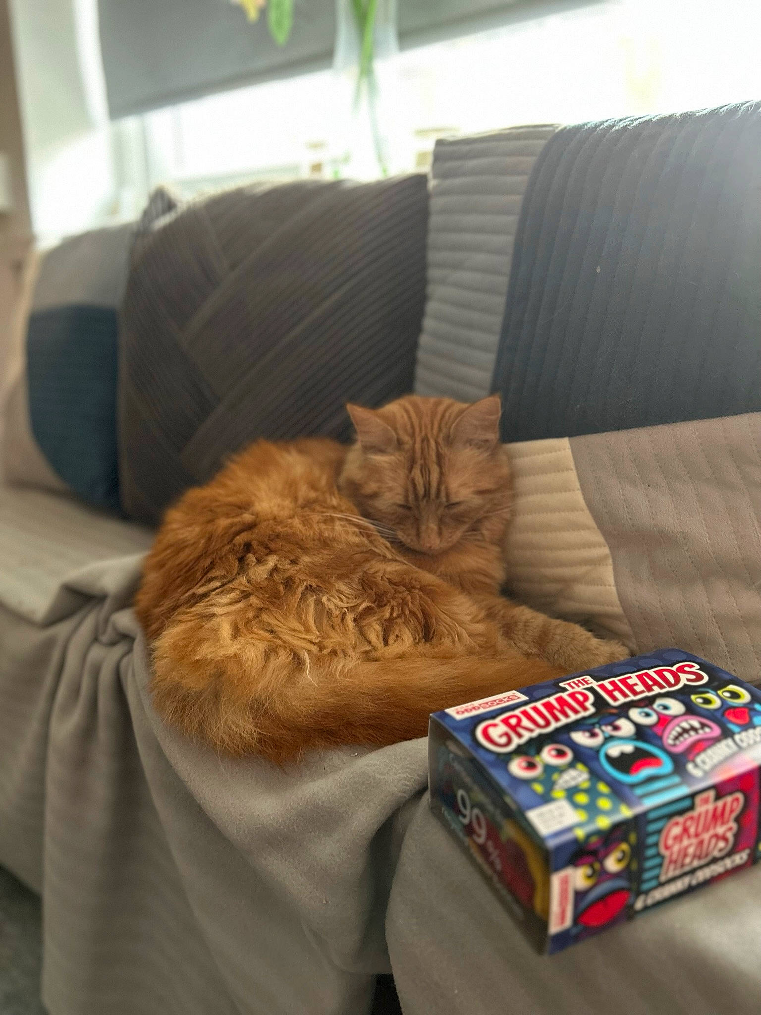 Ariel is registered to the contest to win money with this photo: box, carnivore, cat, comfort, companion_dog, couch, domestic_short_haired_cat, fawn, felidae, fur, linens, packaging_and_labeling, publication, recreation, rectangle, room, small_to_medium_sized_cats, sporting_group, whiskers, wood