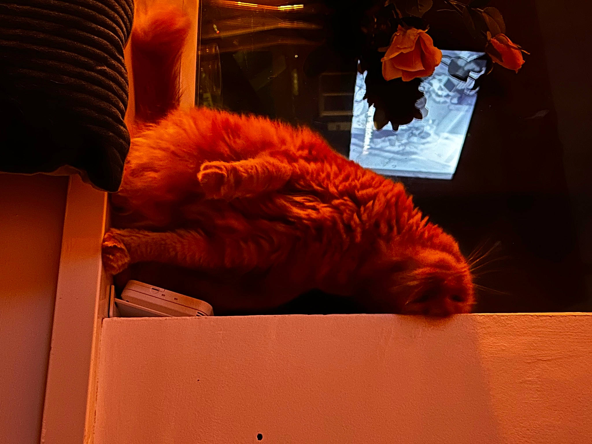 Ariel is registered to the contest to win money with this photo: art, bear, big_cats, canidae, carnivore, cat, claw, comfort, companion_dog, felidae, fur, fur_clothing, orange, room, small_to_medium_sized_cats, sporting_group, tail, tiger, whiskers, wood