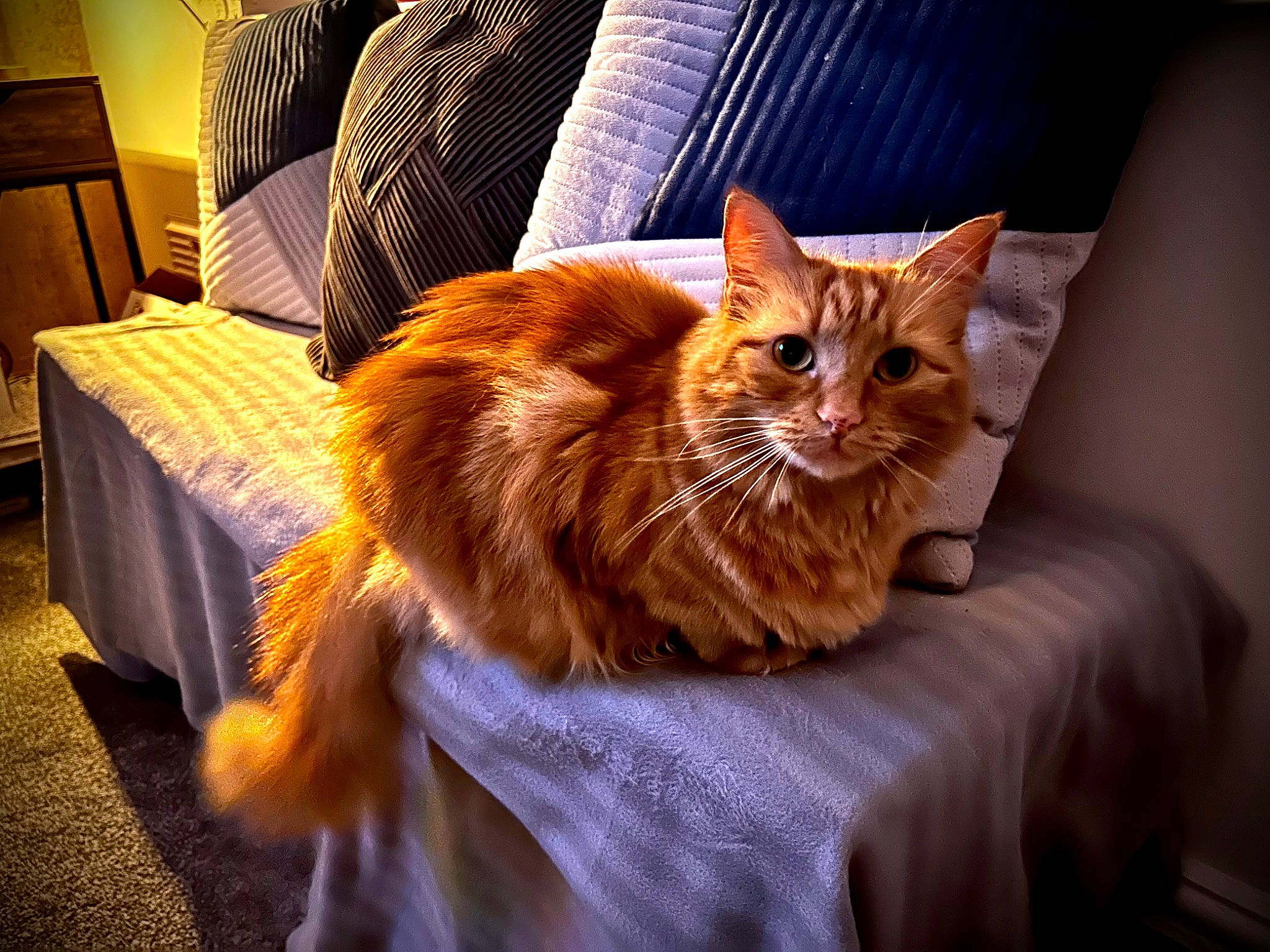 Ariel is registered to the contest to win money with this photo: carnivore, cat, chair, claw, comfort, couch, domestic_short_haired_cat, fawn, felidae, fur, plant, sitting, small_to_medium_sized_cats, snout, tail, terrestrial_animal, textile, whiskers, window, wood