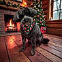 animal, bandana, black_dog, christmas_lights, christmas_tree, cozy, decorations, dog, festive, fireplace, fur, gift_box, holiday_decor, home, indoors, mammal, pet, warmth, window, wooden_floor