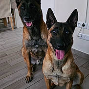 S'Jet Et Lyna a rejoint le concours — aidez-le/la à gagner de superbes lots ! alert, animal, background, belgian_malinois, canine, companion, dog, domestic, ears_up, floor, furniture, happy, home, indoor, pet, playful, sitting, tile, tongue_out, two_dogs