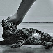 Alvin a rejoint le concours — aidez-le/la à gagner de superbes lots ! animal, black_and_white, cat, closeup, companion, curious, cute, domestic_cat, feline, floor, hand, indoor, laying_down, petting, relaxed, striped, tabby, whiskers, wooden_floor, young_cat