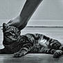 animal, black_and_white, cat, closeup, companion, curious, cute, domestic_cat, feline, floor, hand, indoor, laying_down, petting, relaxed, striped, tabby, whiskers, wooden_floor, young_cat