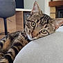 Alvin a rejoint le concours — aidez-le/la à gagner de superbes lots ! cat, close_up, couch, cushion, cute, domestic_animal, ears, eyes, feline, fur, furniture, house, indoor, living_room, pet, portrait, relaxing, resting, tabby_cat, whiskers