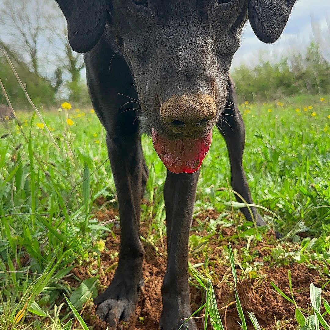 Spaiky a rejoint le concours — aidez-le/la à gagner de superbes lots ! animal, bodypart, canine, dog, field, grass, grassland, greatdane, hound, labradorretriever, mouth, nature, outdoors, person, pet, plant, pointer, puppy, soil, tongue