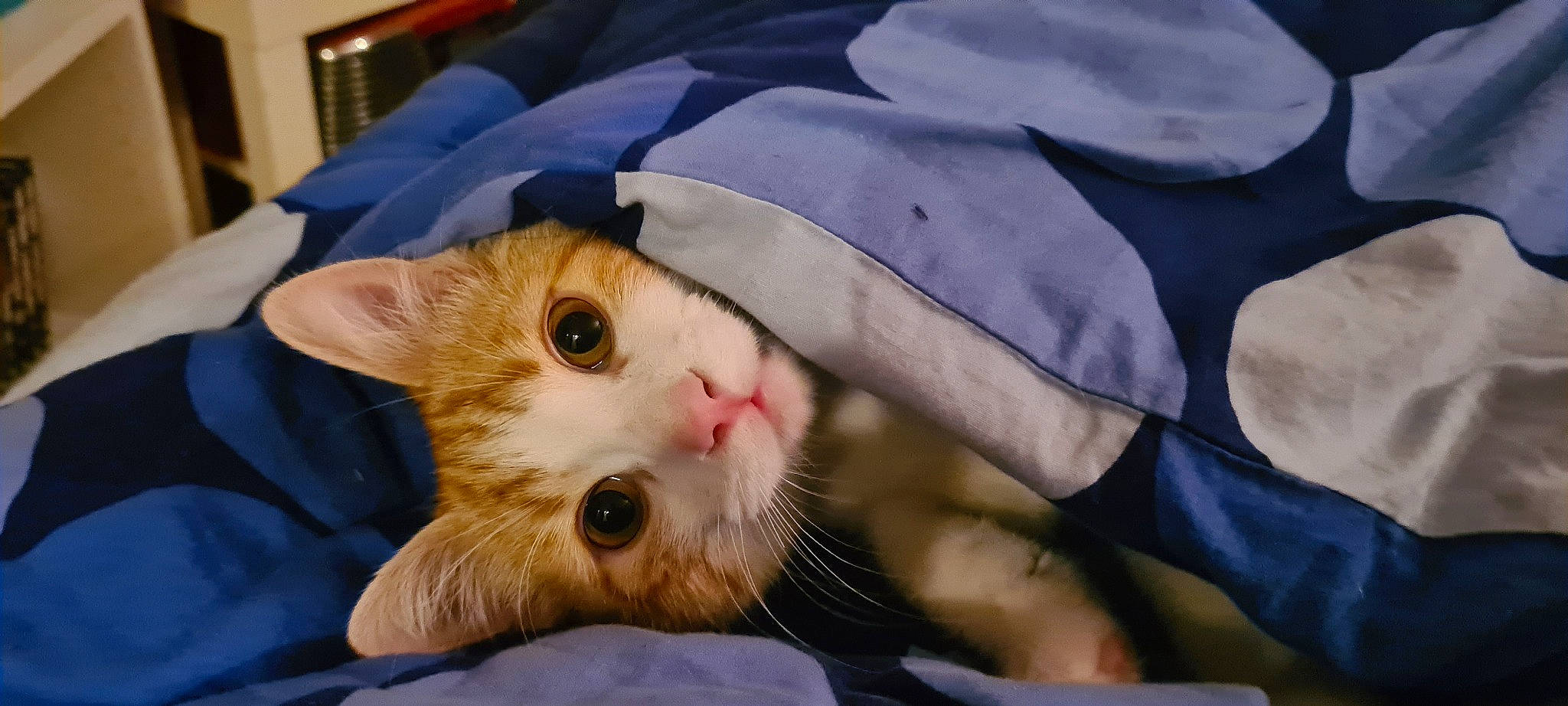 Kovou a rejoint le concours — aidez-le/la à gagner de superbes lots ! carnivore, cat, claw, comfort, domestic_short_haired_cat, eye, fawn, felidae, fur, paw, small_to_medium_sized_cats, snout, whiskers