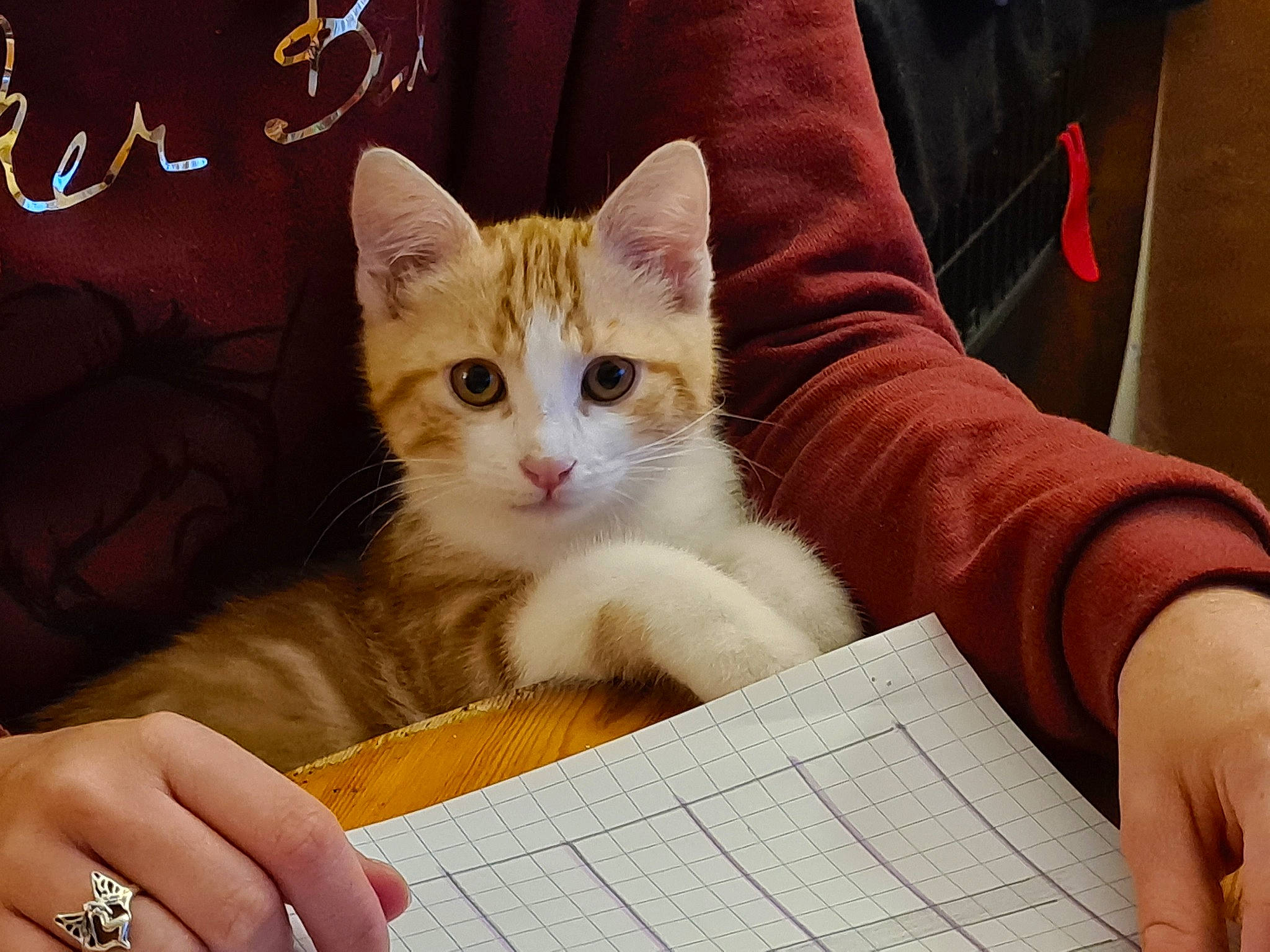 Kovou participe au concours pour gagner de l'argent avec cette photo : box, carnivore, cat, claw, comfort, domestic_short_haired_cat, fawn, felidae, finger, fur, gesture, hand, nail, office_supplies, paw, sitting, small_to_medium_sized_cats, tail, whiskers, writing_instrument_accessory