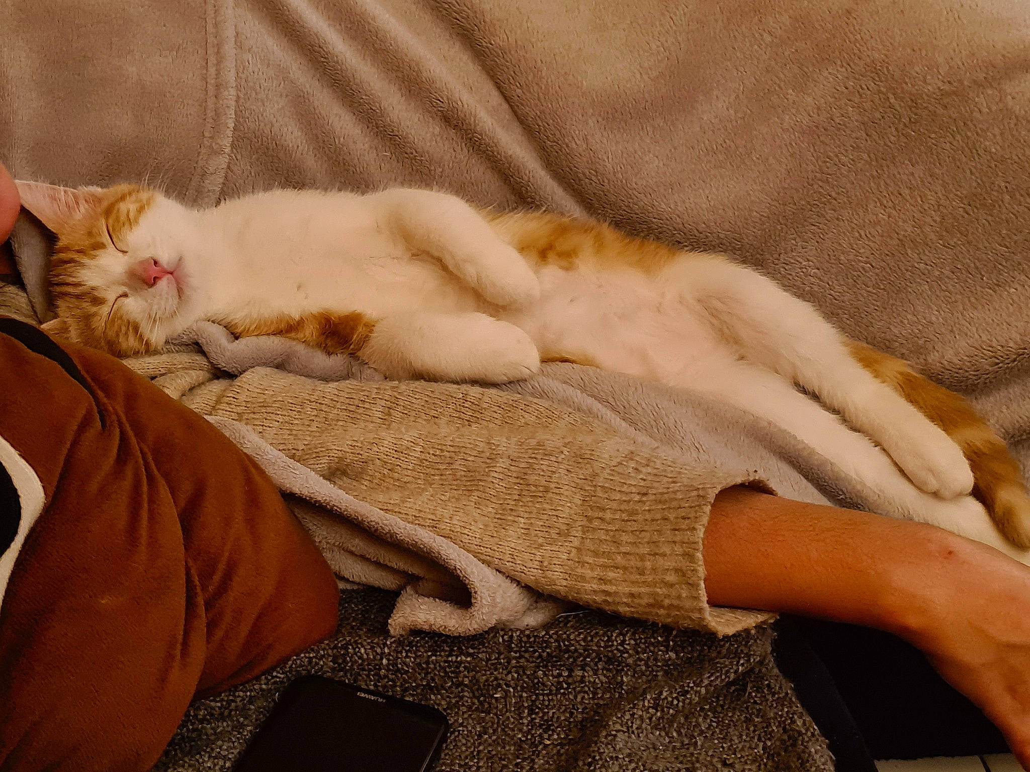 Kovou participe au concours pour gagner de l'argent avec cette photo : carnivore, cat, claw, comfort, domestic_short_haired_cat, fawn, felidae, foot, fur, human_leg, linens, nap, paw, small_to_medium_sized_cats, snout, tail, textile, whiskers, wood, wool