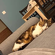 Chacha participe au concours pour gagner de l'argent avec cette photo : cat, sleeping, tabby, white, couch, indoor, furniture, table, chair, relaxing, pet, cozy, domestic, animal, resting, living_room, blanket, calm, feline, home