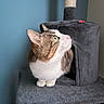 cat, cat_tree, pet, indoor, feline, curious, green_eyes, plush, gray, white, brown, fur, animal, paws, looking, side_view, home, cozy, vertical, soft_texture