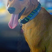 Sadie is registered to the contest to win money with this photo: dog, canine, pet, tongue_out, collar, brown_fur, happy, animal, domestic_animal, portrait, close_up, cute, friendly, outdoor, mammal, companion, playful, fur, head, ears