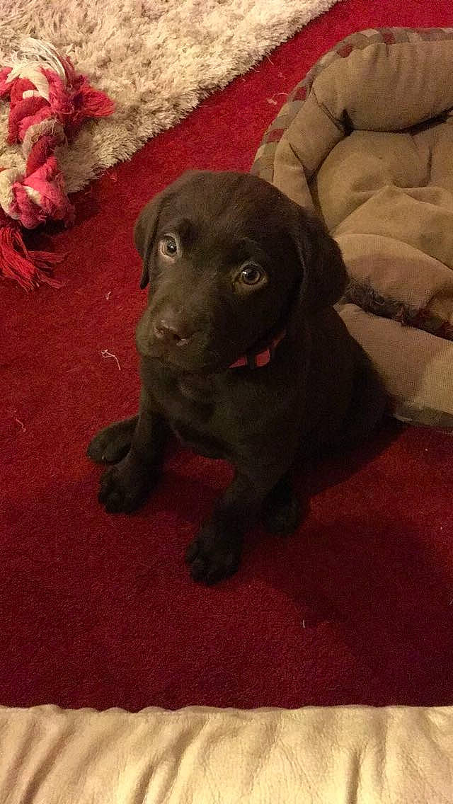 Callie joined the competition — help win amazing prizes! borador, carmine, carnivore, comfort, companion_dog, couch, dog, dog_breed, fur, grey, gun_dog, hunting_dog, liver, retriever, sleeper_chair, snout, sporting_group, terrestrial_animal, working_animal