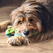Guizmo a rejoint le concours — aidez-le/la à gagner de superbes lots ! dog, toy, floor, wooden_floor, pet, animal, chewing, relaxed, fluffy, scruffy, brown_fur, black_fur, indoor, close_up, lying_down, cute, domestic_animal, playful, resting, muzzle