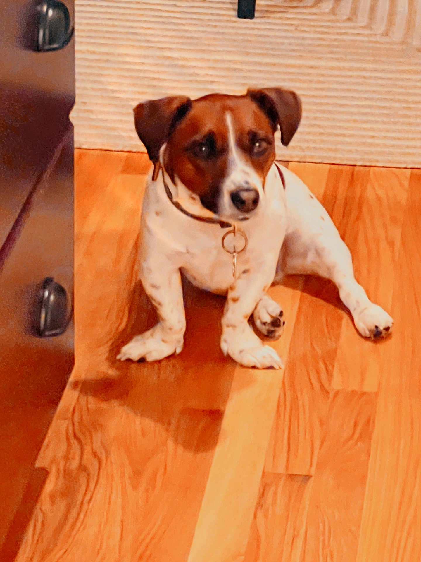 Hachi joined the competition — help win amazing prizes! dog, brown_and_white, wooden_floor, indoor, pet, canine, collar, furniture, flooring, relaxed, small_dog, domestic_animal, companion, resting, animal, mammal, house, wall, quiet, calm