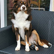 Vasco a rejoint le concours — aidez-le/la à gagner de superbes lots ! dog, blue_eyes, sitting, outdoor_furniture, woven_chair, black_ball, pet, canine, fur, white_paws, brown_fur, tan_markings, relaxed, portrait, domestic_animal, companion, window, reflection, curtain, garden