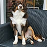 dog, blue_eyes, sitting, outdoor_furniture, woven_chair, black_ball, pet, canine, fur, white_paws, brown_fur, tan_markings, relaxed, portrait, domestic_animal, companion, window, reflection, curtain, garden
