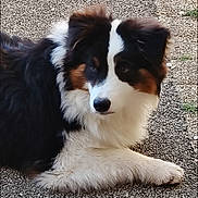 Appy participe au concours pour gagner de l'argent avec cette photo : dog, australian_shepherd, tricolor, outdoor, fur, pet, animal, laying_down, curious, calm, paw, ears, black, white, brown, canine, companion, cute, mammal, portrait